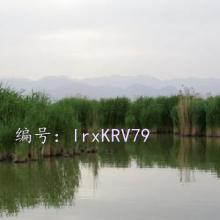ز
