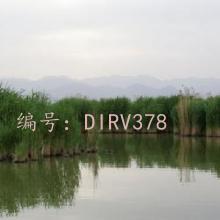 Ҫ