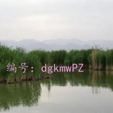 Ҫ