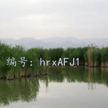 ״