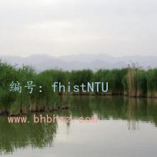 Ų